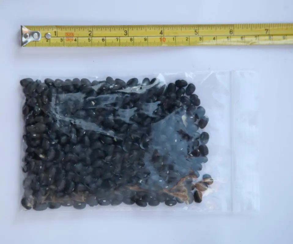 Zip Lock Bag 7 X 8 2MIL