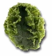 Kale Replica