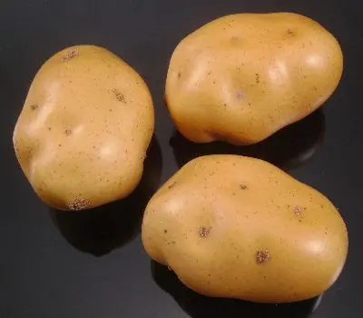 Potato Replica Smalll