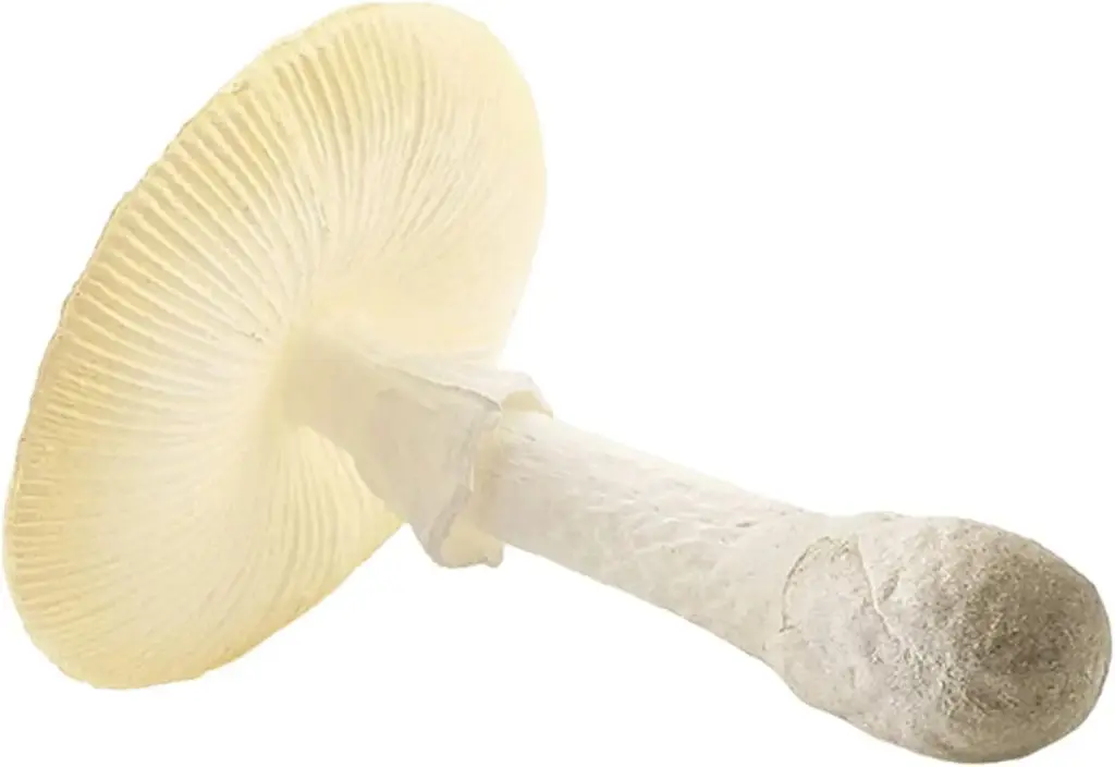 UPSCALE MUSHROOM REP.