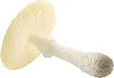 UPSCALE MUSHROOM REP.