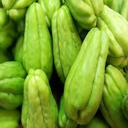 [2909] Chayote Replica Small