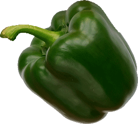 [2903] Green Bell Pepper Replica Small