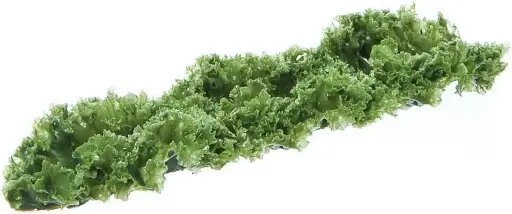 [2912] Kale Replica