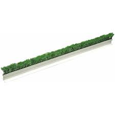 [6230] Parsley Runner 24" Green