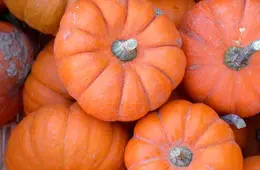 [2899] Pumpkin Replica Jumbo