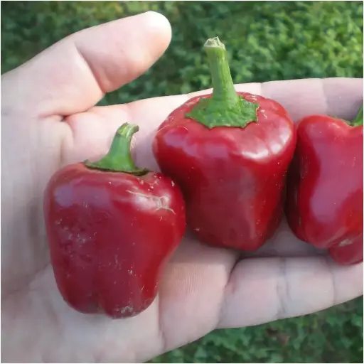 [2904] Red Bell Pepper Replica Small