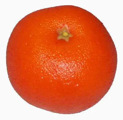 [2896] Tangerine Replica Small