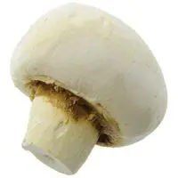 [2914] UPSCALE MUSHROOM REP.